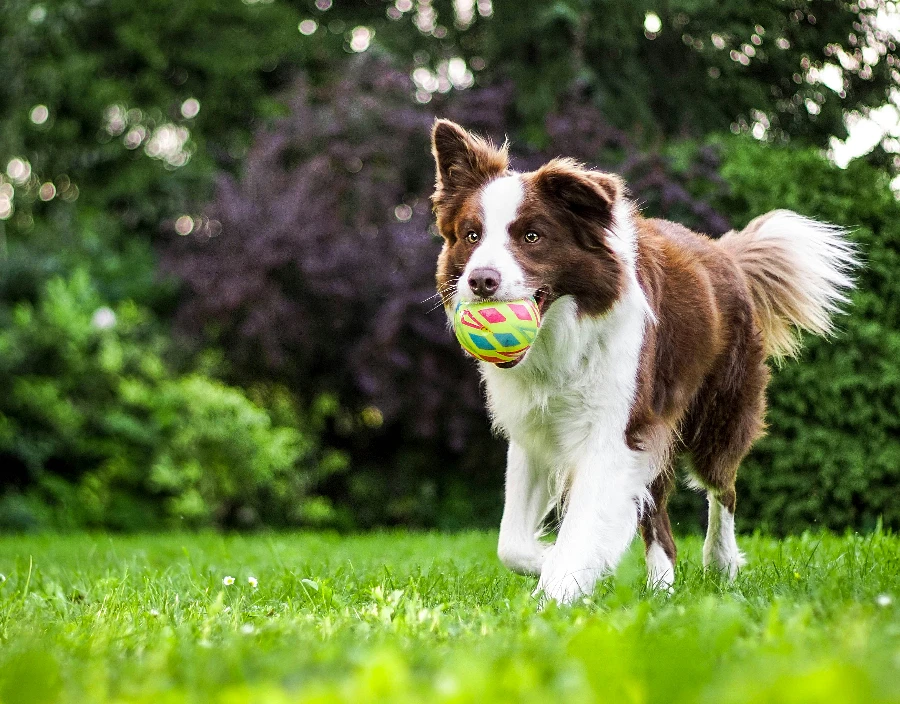 Image for Picsal Photography Dog Photography Service - Picsal Photography, Nature Photography, Photographer in the South of England, Bird Photography, Pixel, Product Photography, Families & Children, Photographer in Surrey, Pixel Photography, Camera Pole, Surrey Hills Photography, Westcott photographer